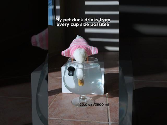 No sips here, just gulps   DJI Mic Mini: Duck ASMR edition  @ducks_in_space