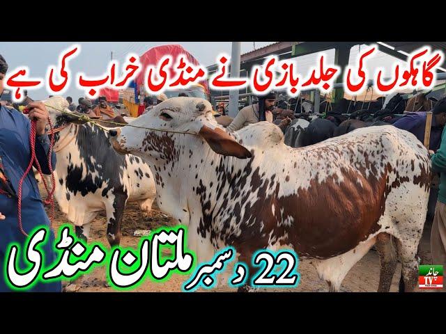 Multan Cow Mandi Fresh Latest Update Video | Cholistani Nukre Ablk Sahiwal Bachre | Cow Mandi 2024