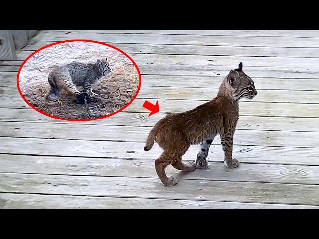 Mother trapped, baby lynx bravely seeks help and unbelievable things happen