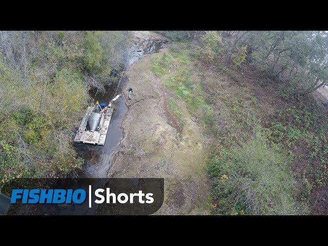 FISHBIO Shorts | Fish and Flow