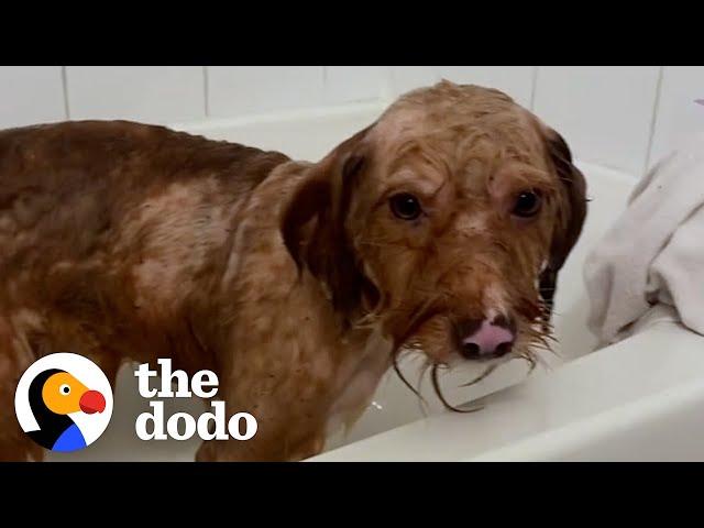 Matted Dog Is So Relieved To Get His First Bath Ever | The Dodo