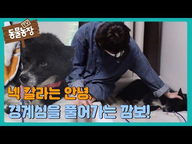 넥 칼라는 안녕, 드디어 경계심을 풀어가는 깜보! #TV동물농장 #AnimalFarm #SBSstory