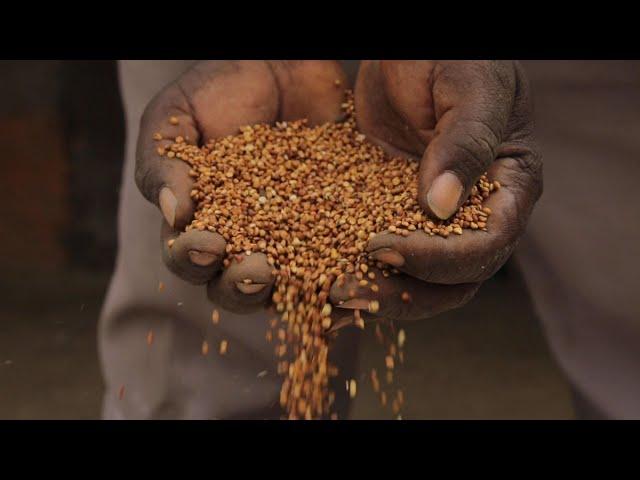 Feed the Future Innovation Lab for Crop Improvement