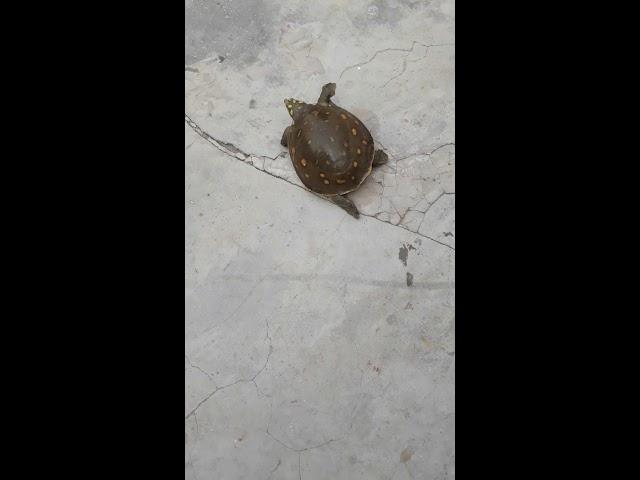 Turtle speed
