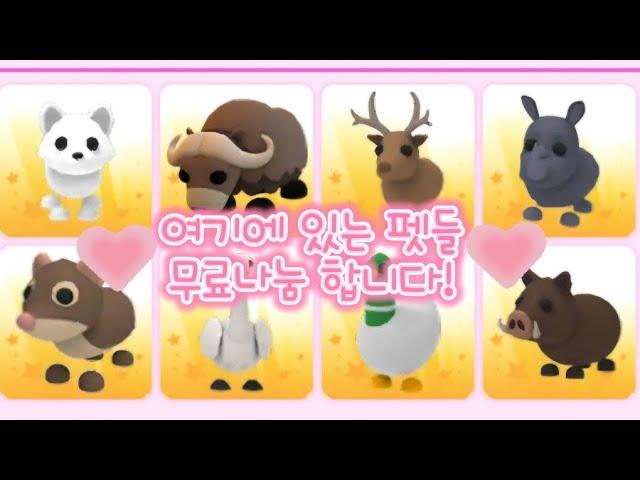 입양하세요 펫 무료나눔!(마감,지금은 로벅펫 이벤트 진행중!!)#입양하세요 #입양하세요 이벤트 #입양하세요업데이트