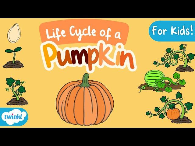 The Life Cycle of a Pumpkin for Kids! | Pumpkin Life Cycle | Science for Kids