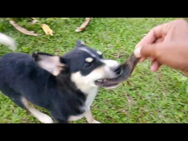 dog like playing | Papskang