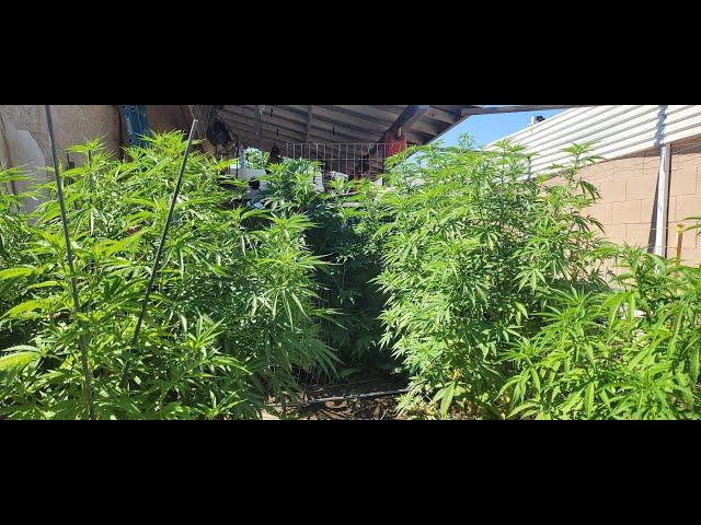 Rando's Insane back yard Ganja Garden is Exploding in growth.