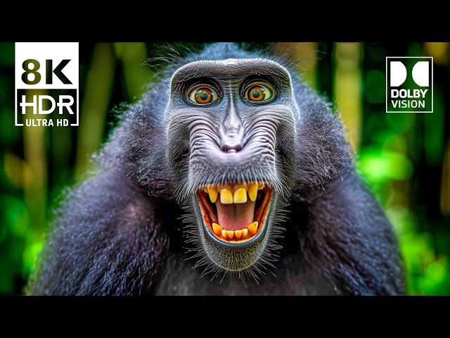 INSANE 8K HDR Dolby Vision (8K Video) ULTRA HD 240 FPS #8k