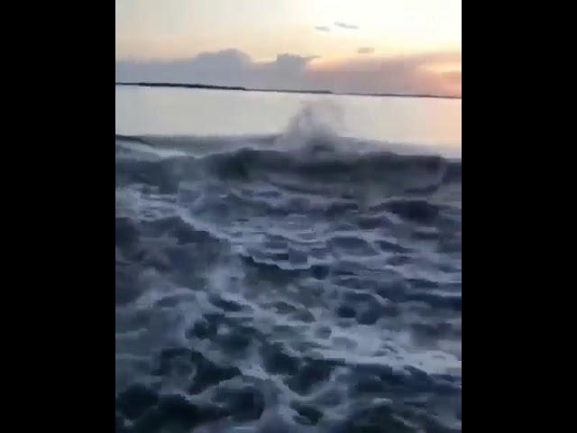 Sea monster caught on camera  