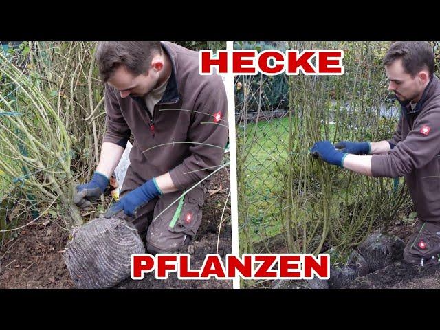 How to plant a hedge - explained step by step