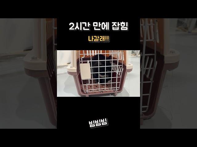 당황해서 말하는 고양이 #중성화 #까몽이#나갈래#고양이방언