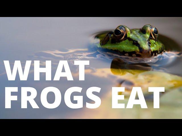 What Do Frogs Eat? [You Will Never Guess!] 