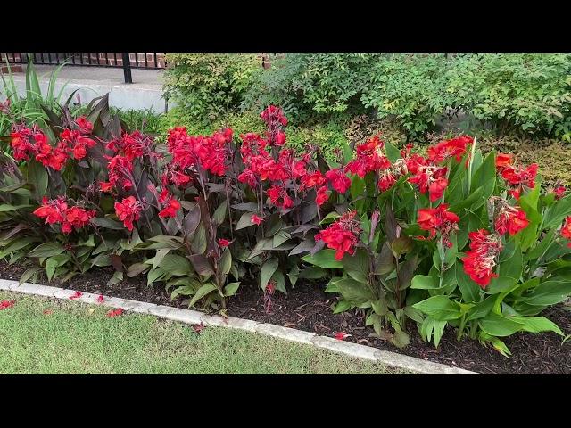 Best Plants Series - Canna Lily