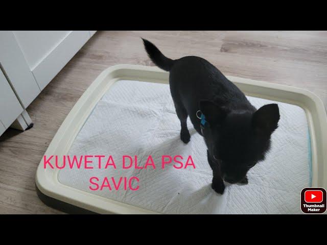 Kuweta dla psa