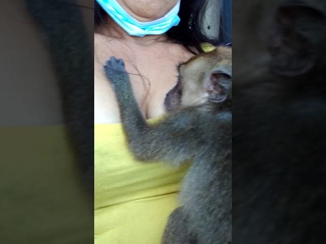 breastfeeding my monkey