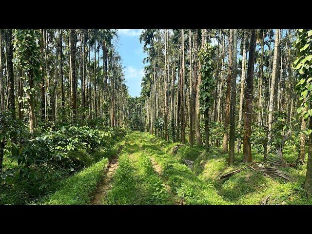 5 acre areca and coffee plantation for sale