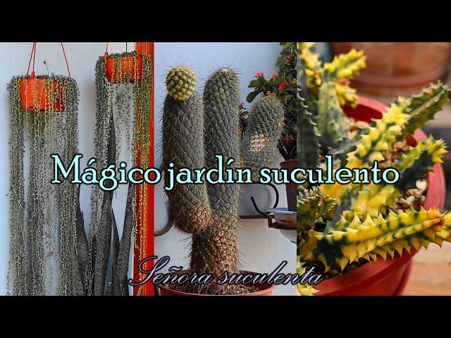 Let's continue visiting succulent gardens in Lima Peru #tour #succulent #collection #ladysucculent