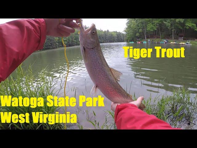 Tiger Trout at Watoga State Park West Virginia