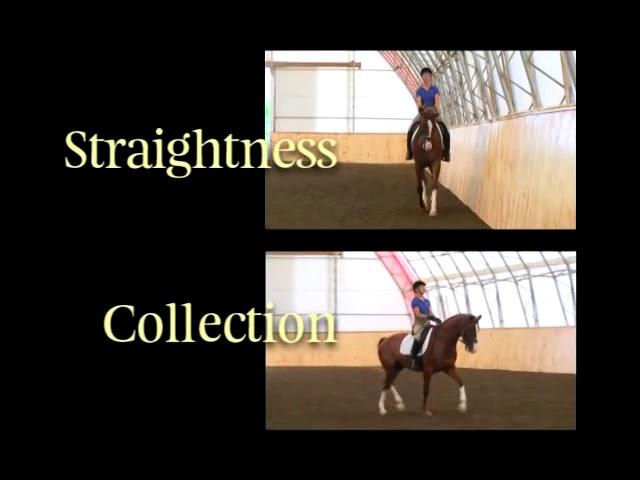 #25: Collection — 40 Fundamentals of English Riding