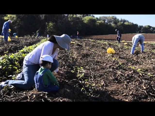 Gleaning sweet potatoes