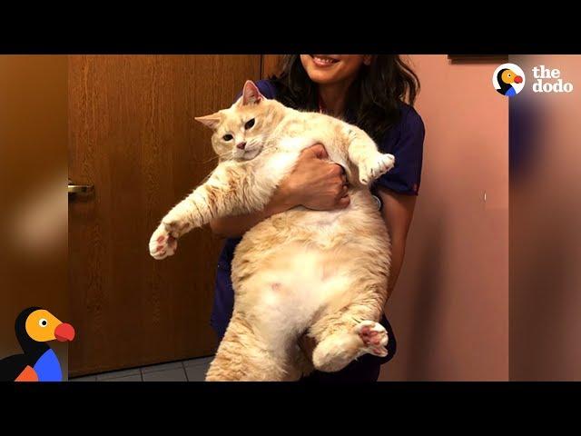 Overweight Shelter Cat Slims Down - BRONSON | The Dodo