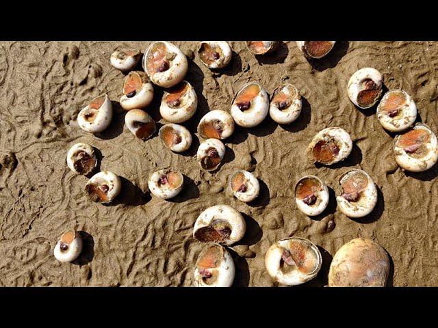 Caught A Lot of Various Conchs on the Beach, So Happy