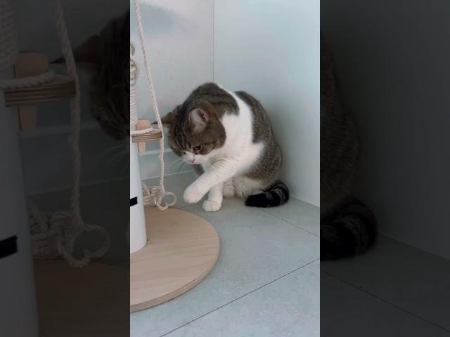 Crossfit 시작한 뚠뚠냥 토리#shorts #cat #catshorts #catlover #cute #かわいい猫