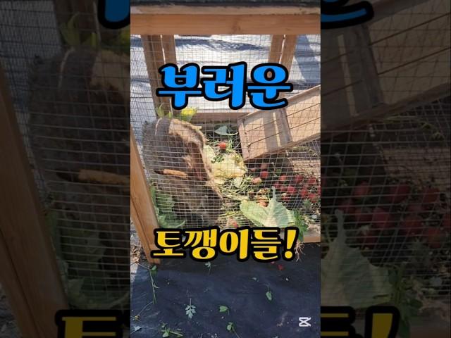 늘 이러고 살아요!      #토끼#토끼먹방#애완동물#애완토끼 #shorts