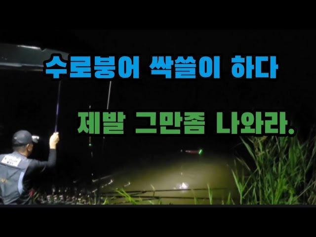 수로붕어 싹쓸이 했습니다 #붕어낚시   #붕어낚시채비