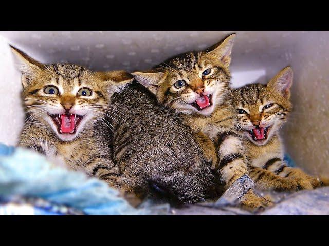 5 Angry Kittens Hiss at Me And The Mom Cat Tries to Calm Them Down ( Angry Cats ) Lucky Paws