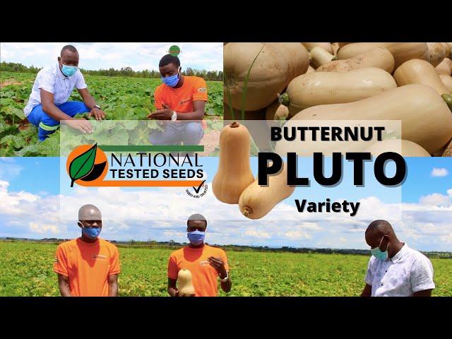 Growing Butternut (Pluto Variety)