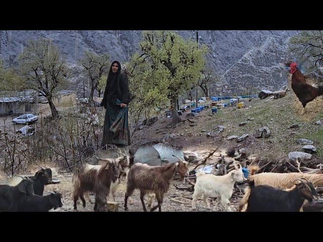 "Our goats are lost! Mehrali's rescue efforts in heavy rain" ️