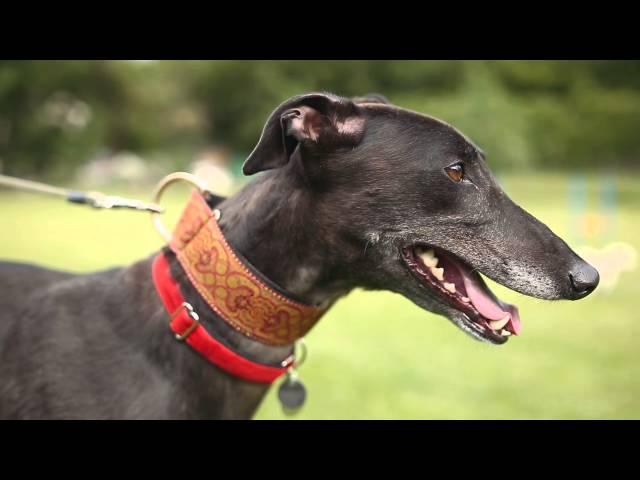 Myths & Misconceptions : Greyhound & Lurchers