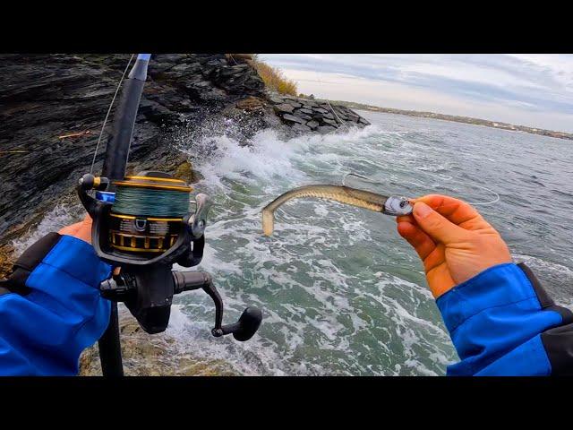 Surfcasting Rhode Island For Striped Bass And Bluefish!