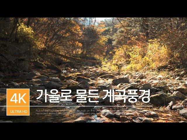 가을로 물든 깊은산속 계곡풍경 ㅣ계곡ㅣ낙엽ㅣ물소리ㅣASMR ㅣ강원도여행ㅣDJI Air 2s | 드론영상