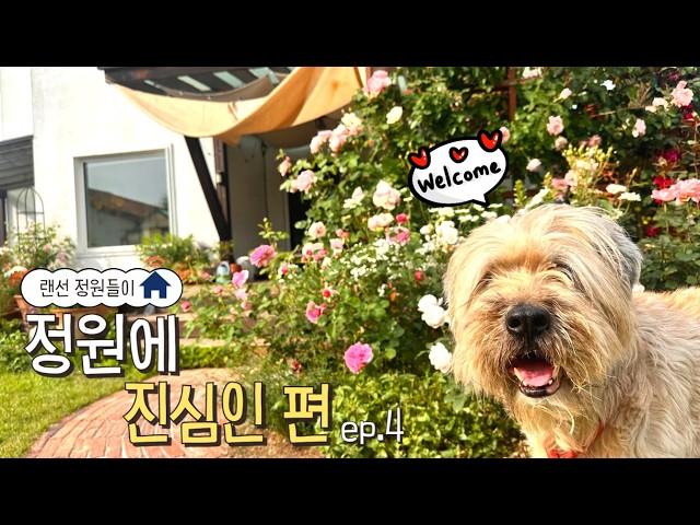 랜선 정원들이 │ 양평서정이네 정원에 진심인편 ep.4