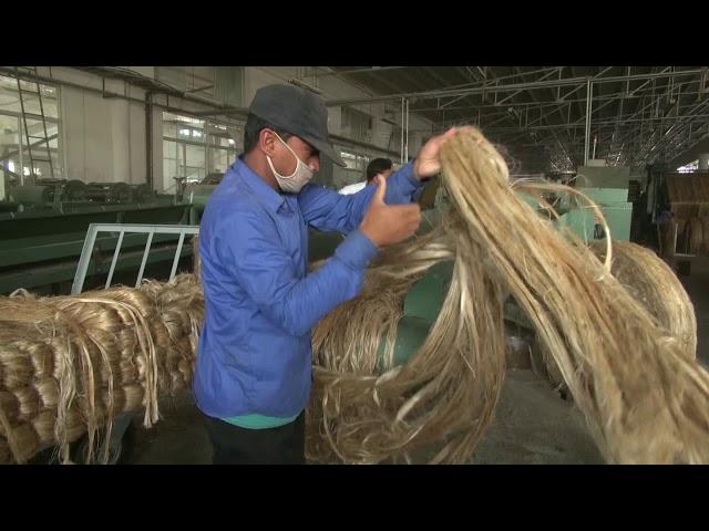 HOW MAKE TO FIBER OF JUTE.Jute is also called the golden fiber for its color and high cash value.