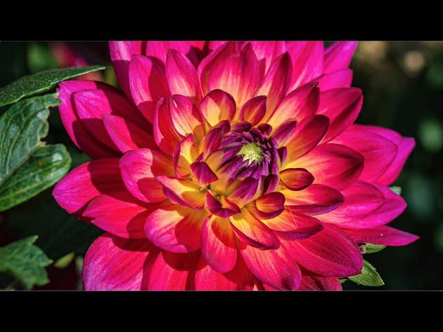 Inner Wisdom Meditation with Emmy Vadnais