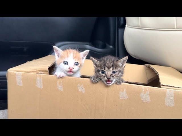 【緊急】生後1ヶ月の子猫を保護しました。