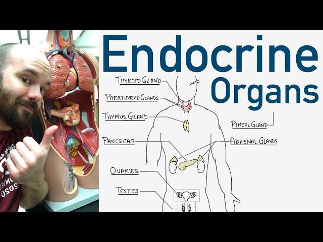 Endocrine Organs - BEST Way to Learn All the Endocrine Organs and What They Do