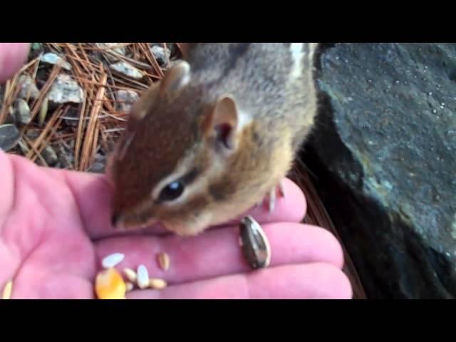 Handfeeding A Wild Chipmunk