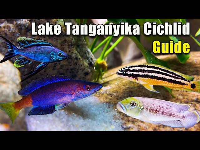 Everything You NEED to Know About Lake Tanganyika Cichlids!