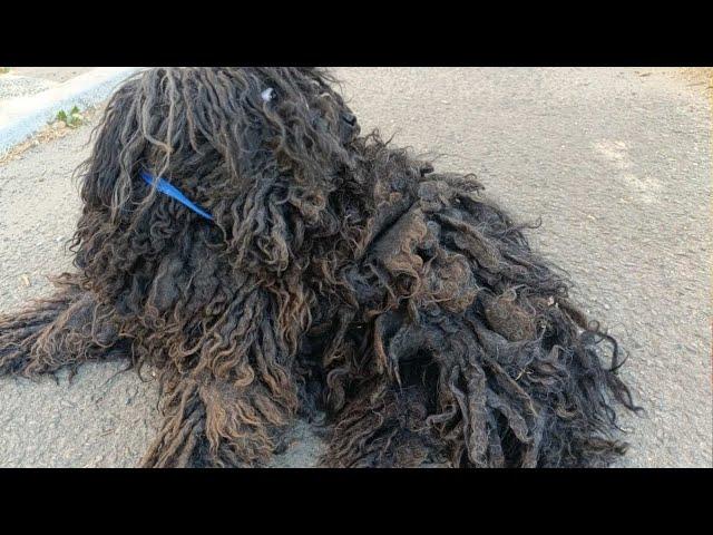 This Story Will Make You Cry: A Hungarian Puli’s Journey From Filth to Perfection! #makeover