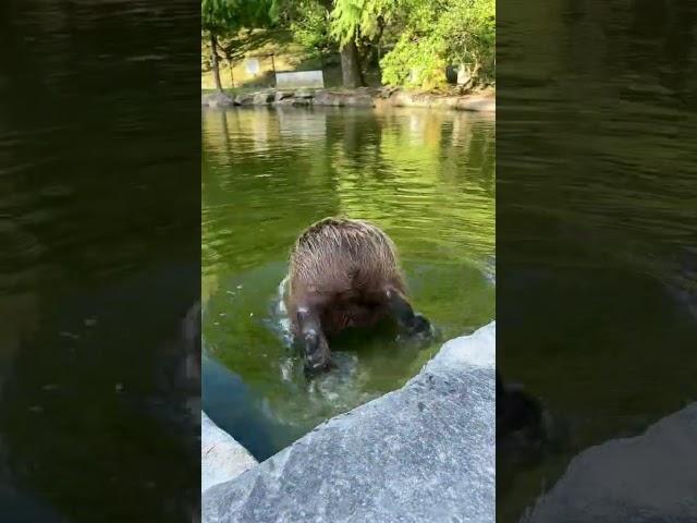 Capi al agua#capybara #capibara #carpincho #EliteBara