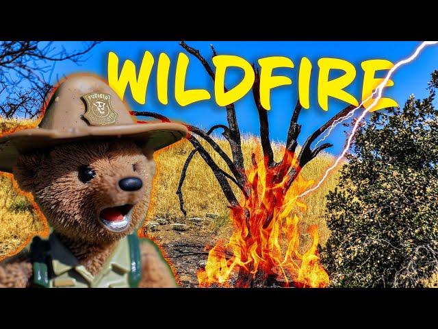 Wildfires: Causes & staying safe  Nature Earth Science