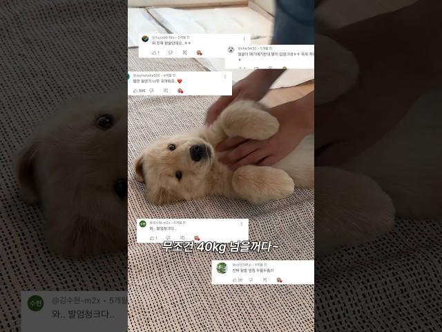 포켓강아지 우디