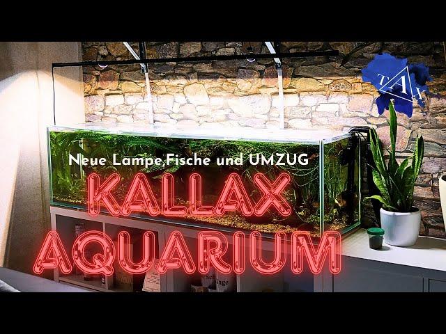 UMZUG IKEA  KALLAX AQUARIUM