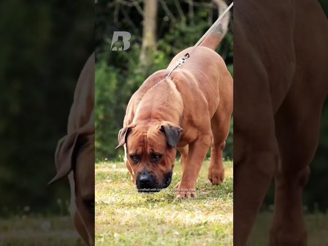 The Boerboel History  #thebullyview #boerboeldog