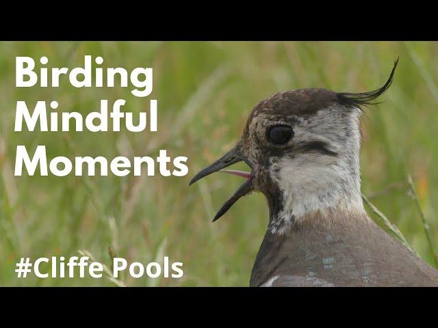 Mindful Moments, Birding Atmospheres: Cliffe Pools in Autumn